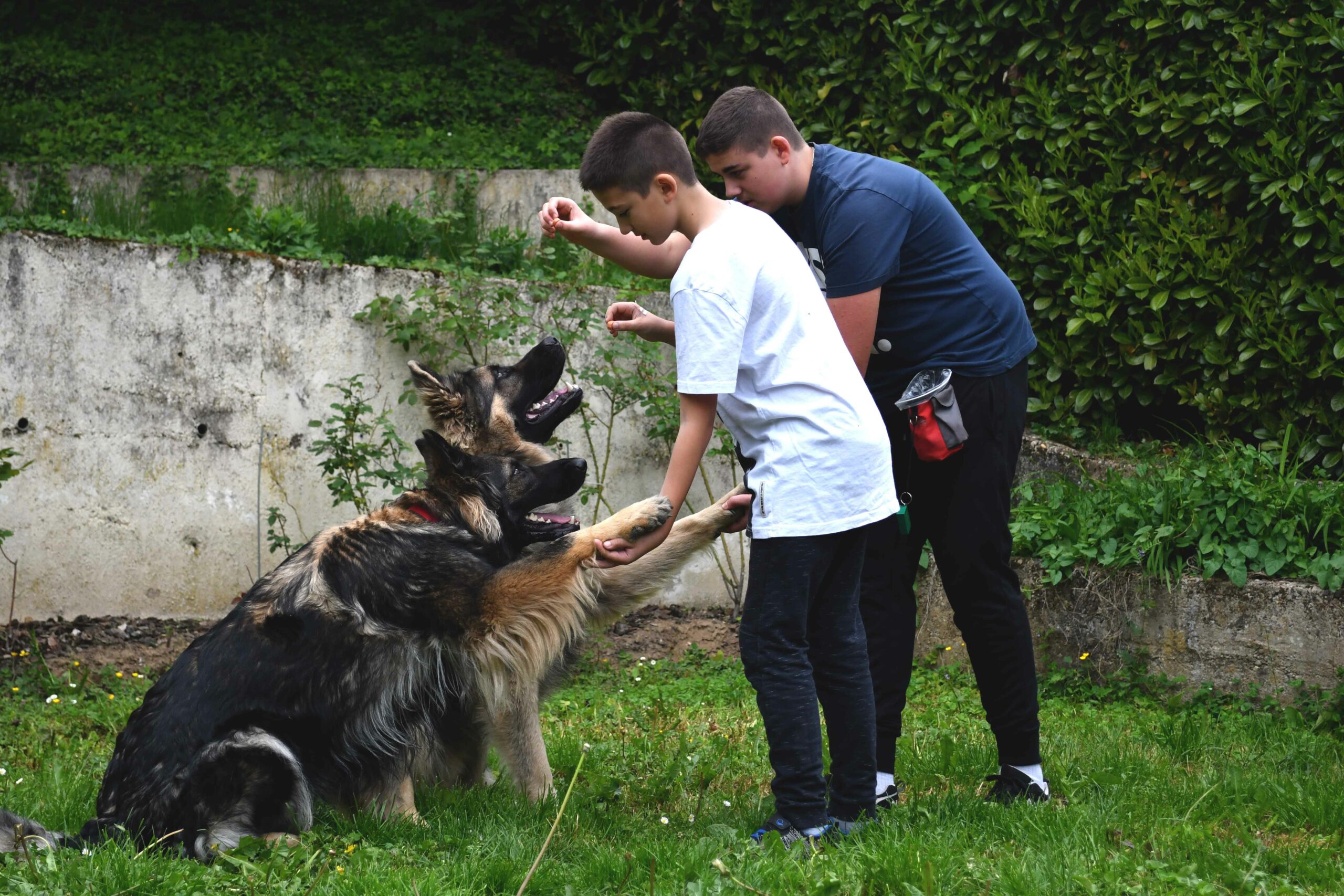 programme-education-connaissance-chien-risque-accident-morsure-hp Programme d’Education à la Connaissance du Chien et au Risque d’Accident par Morsure