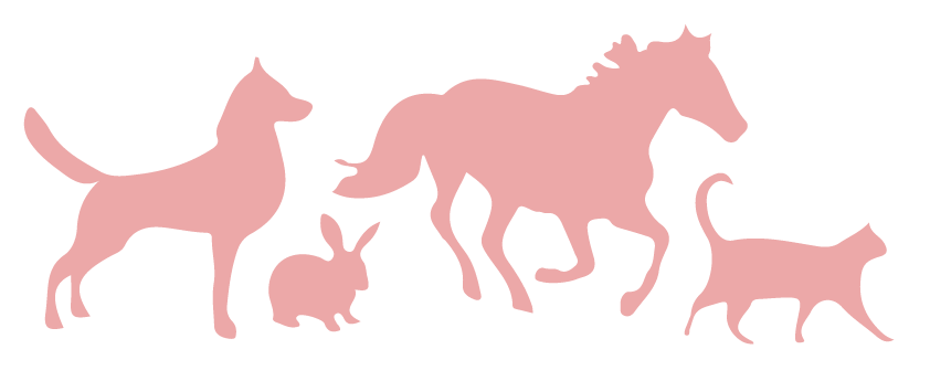 animaux-com-animale-rose-2