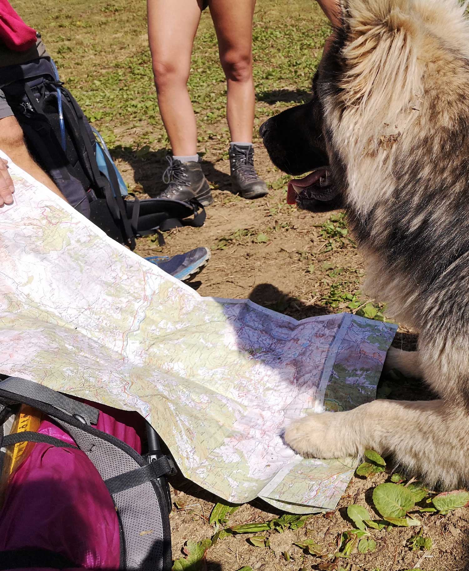 ewok-cani-rando-coise