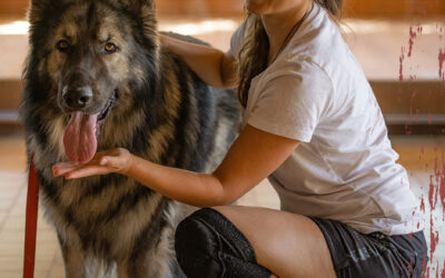 Massage pour les chiens de l’UCFAS