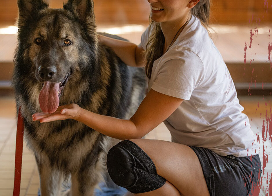 Massage pour les chiens de l’UCFAS