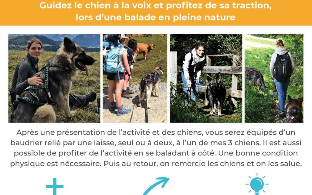 Balade cani-rando mercredi 22 décembre 9h30 à 11h