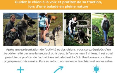 Balade cani-rando mercredi 22 décembre 9h30 à 11h