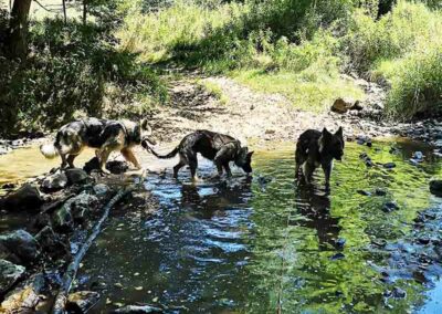 Cani-rando MJC St-symphorien-sur-coise