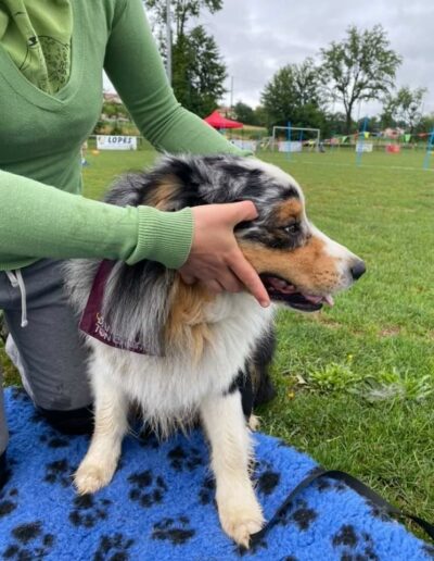 Discdog competition internationale Danse avec ton chien