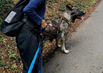 cani-rando monts du lyonnais