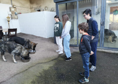 formations communication animale jeune