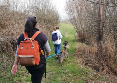 cani-rando monts du lyonnais