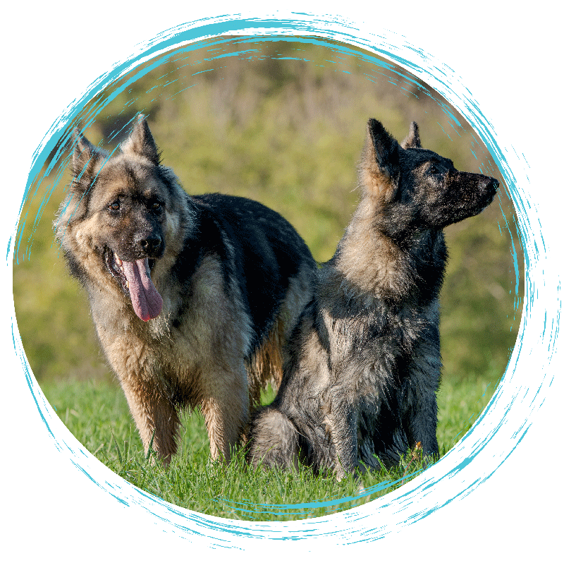 chien-mediateur-mediation-animale chien médiateur