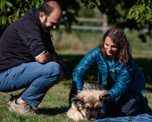 bien-être des animaux massage pour chien