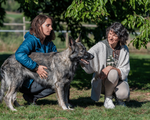 formation communication animale