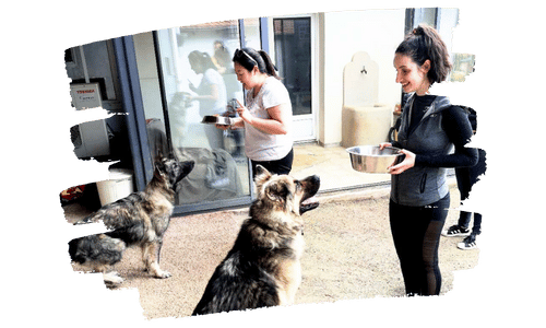 communiquer-avec-les-animaux-source-animale2 apprendre la communication animale professionnels du monde animalier